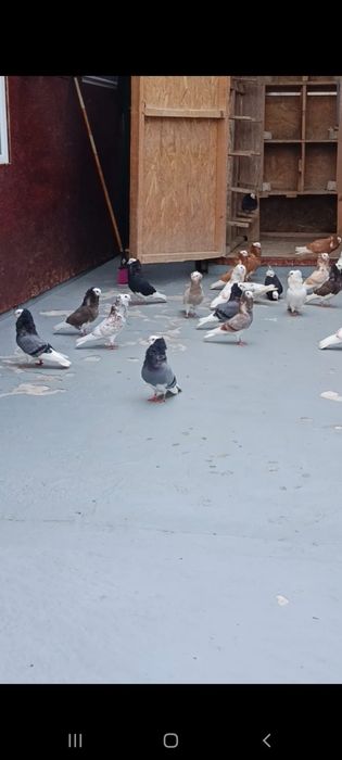 Porumbei capucini ,voltati indieni și preoți Saxonia.