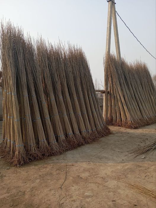 Terak ko'chatlar optim narxlarda