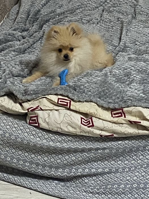Немецкий шпиц мальчик