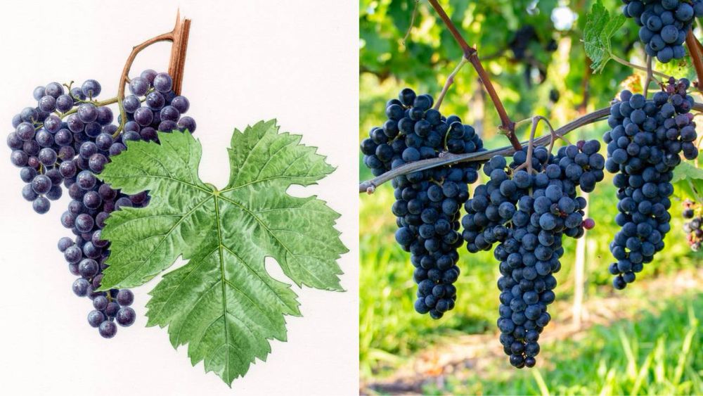 Butasi vita de vie anul 1