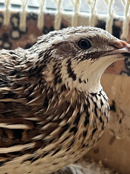 Япон манжур. Сер тухум бедана сотилади