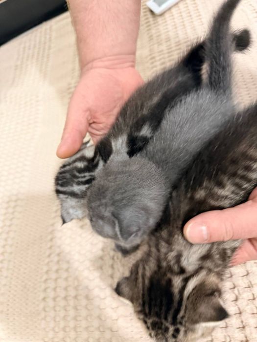 Котята вислоушки