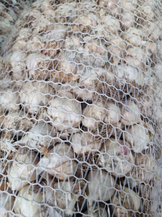 Usturoi de primavara pentru semanat