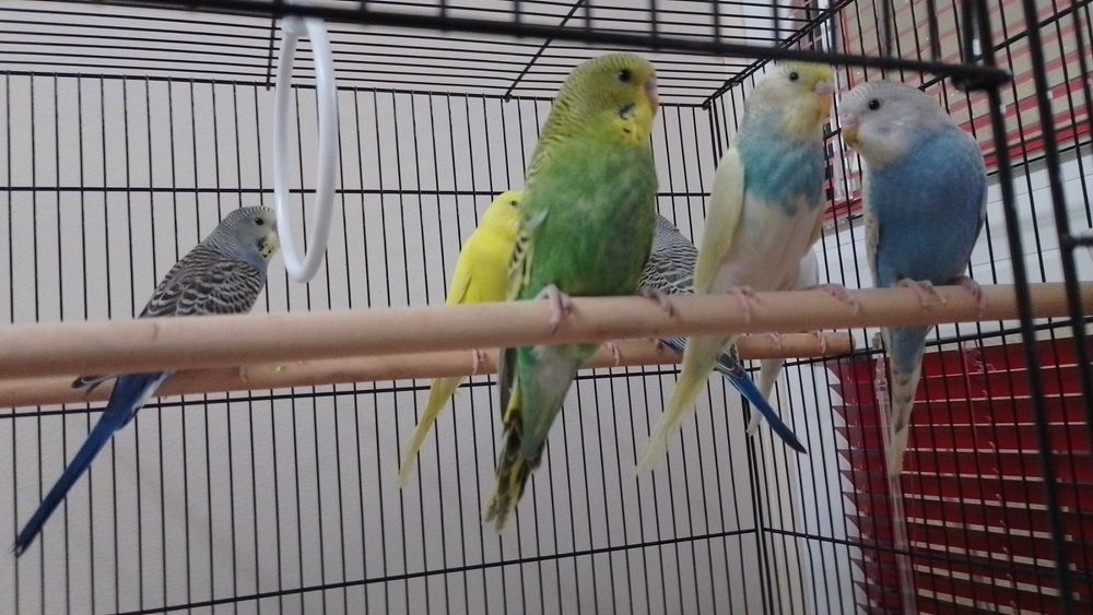 Вълнисти папагали