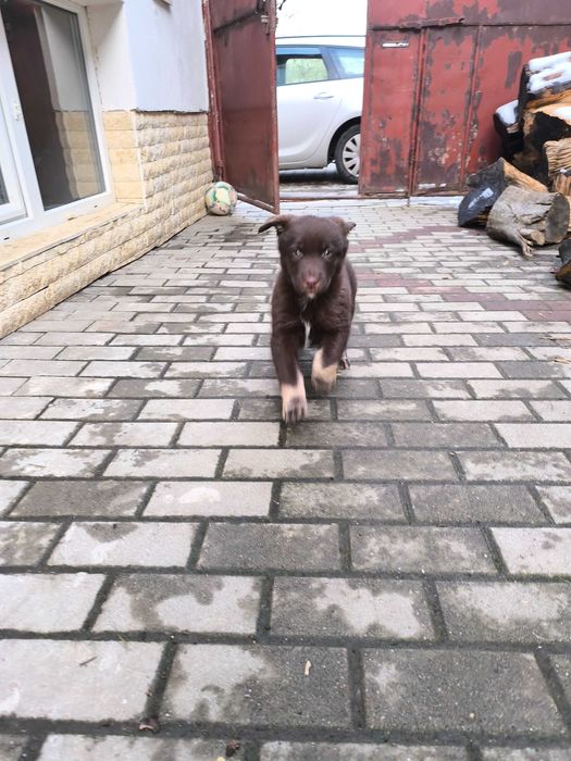 Donez un câine de talie medie.