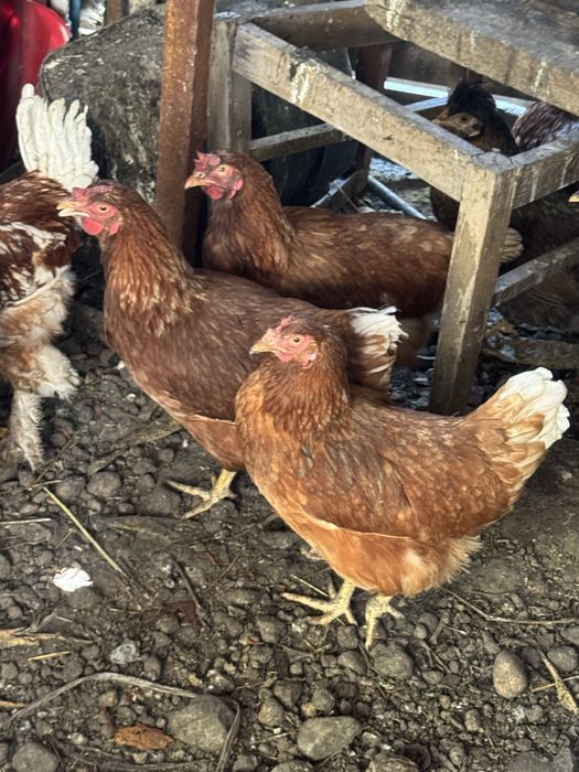 Продам кур домашних