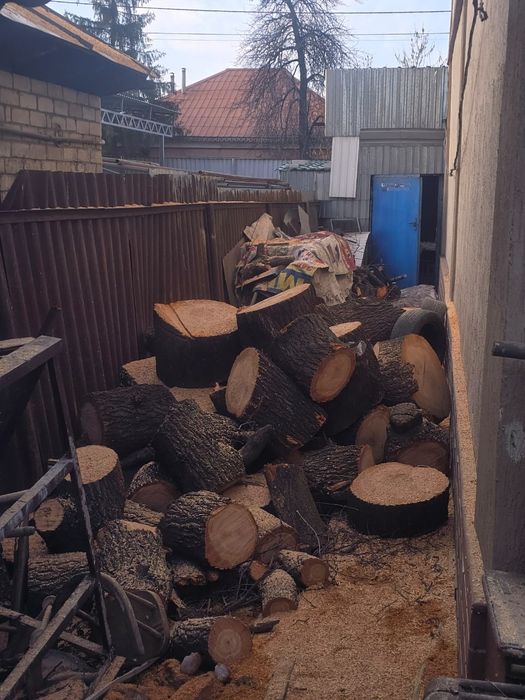 Спил распил дерево обрезка плодовых деревьев