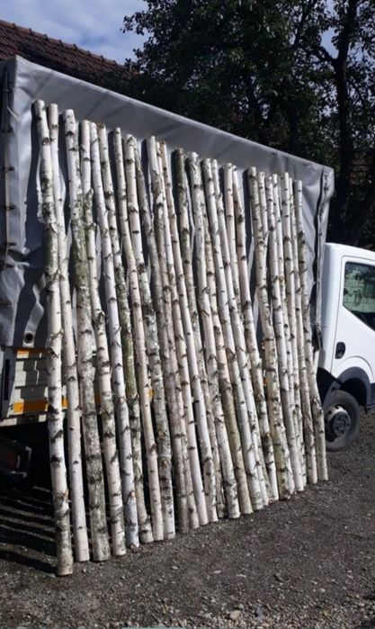 Lemn decorativ de mesteacan / Trunchi mesteacan / Rondele , felii lemn