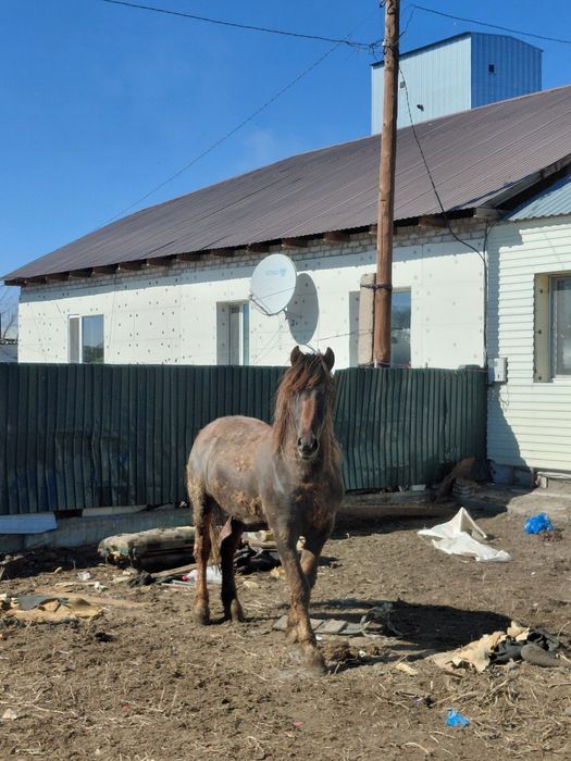 Айғырлыққа сатылады