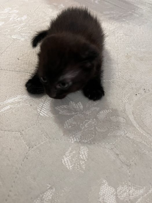 Отдам котят  в добрые руки