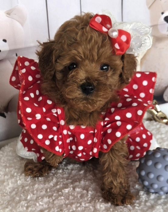 Пудел той /Poodle toy с генетични тестове на родителите с родословие