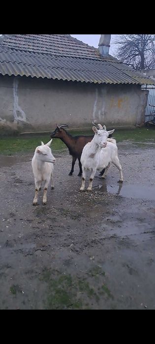 3 capre gestante vand sau schimb