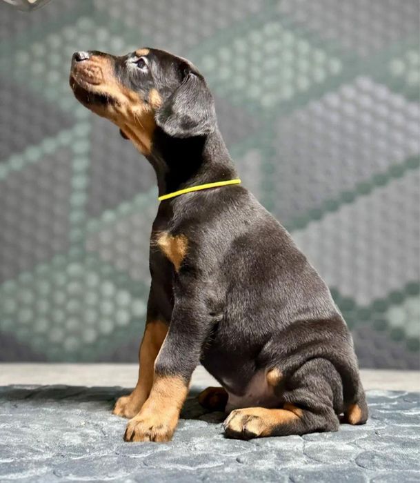 Элитные Доберманы