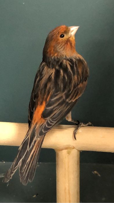 Канарейка (кенор) самец