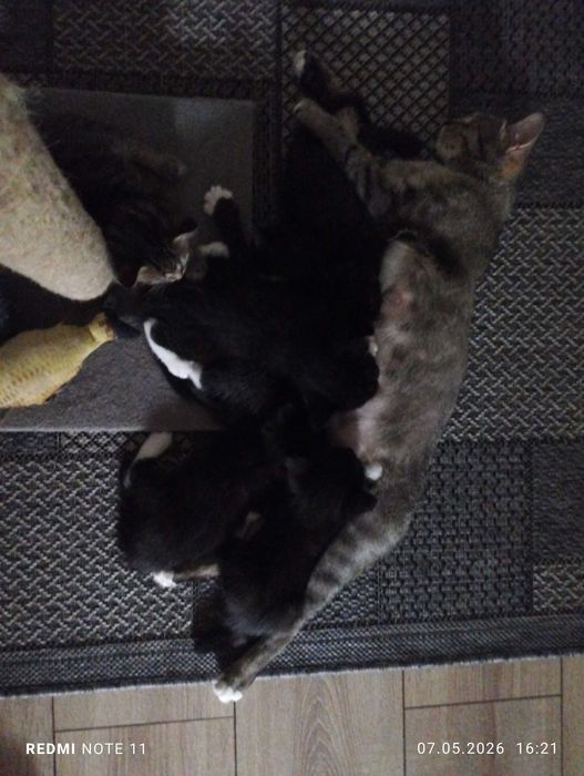котята  в добрые руки