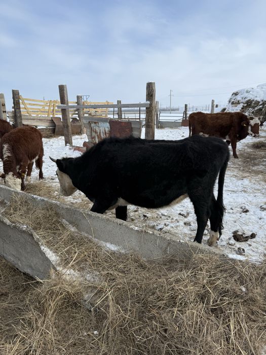 Продам КРС быки бычки коровы первотелки