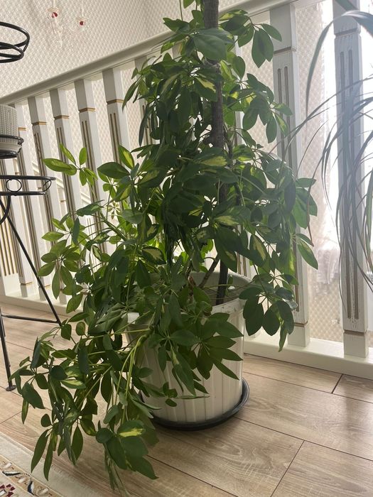 Комнатные растяние