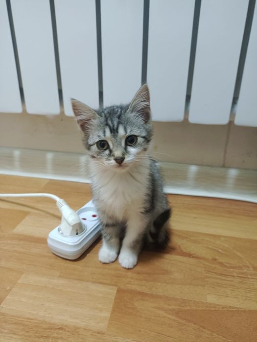 Отдам бесплатна в хорошие руки