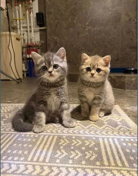 Шотландцы Котята!