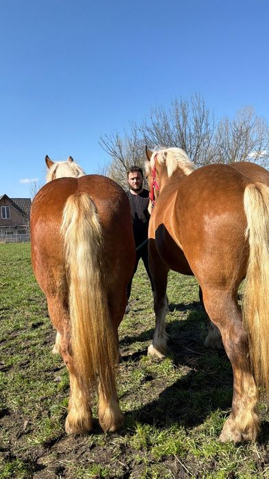 Manze comtois iepe caii de vanzare