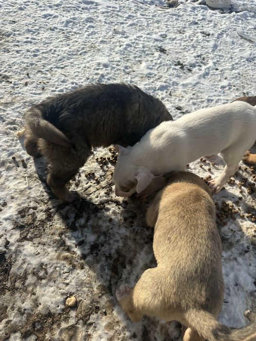 Donez căței – adopție responsabilă