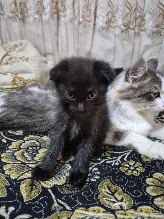 Котята добрые 4 штуки