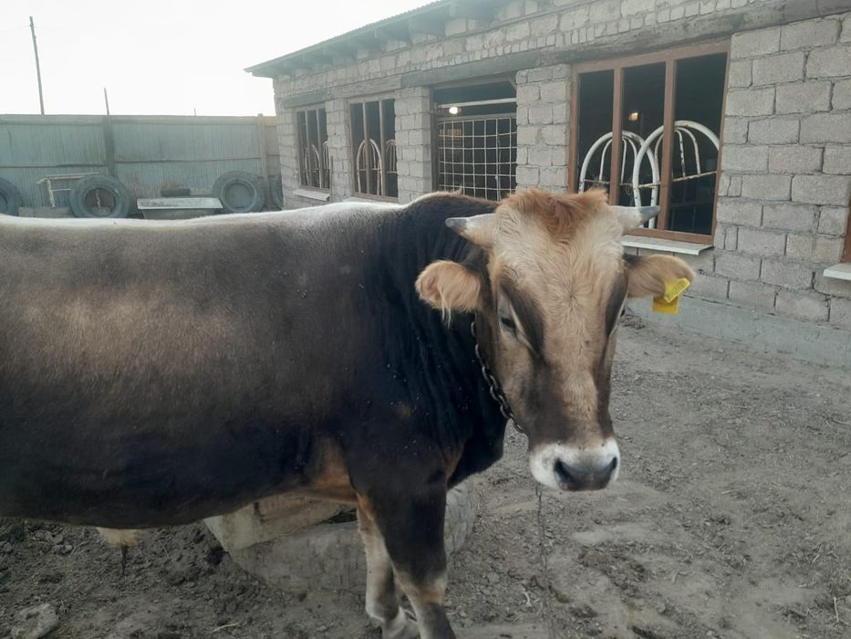 Бука Бык Бык бука