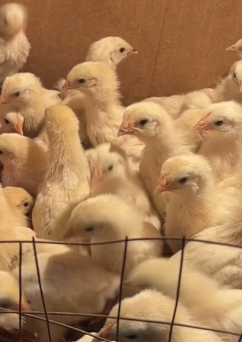 Адлер балапан цыпленок