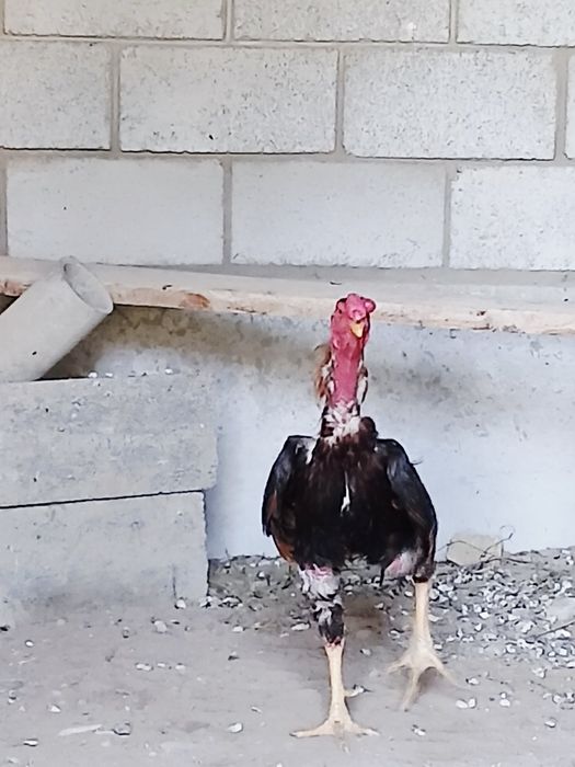Kulangi xòroz 2-3 yosh