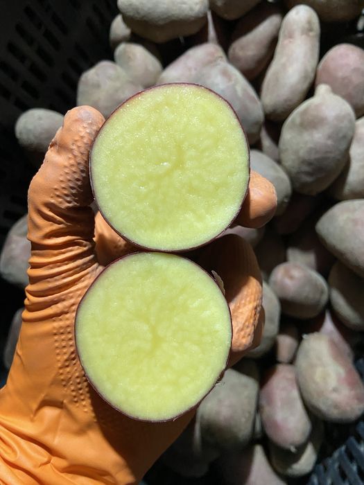 Cartofi consum calibru mare