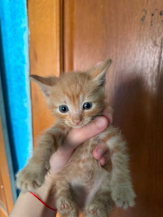Отдам красивых котят!!!