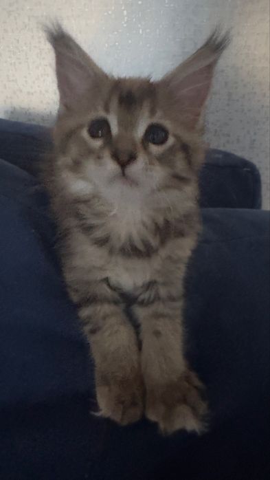 Готовы к бронированию котята Мейн кун