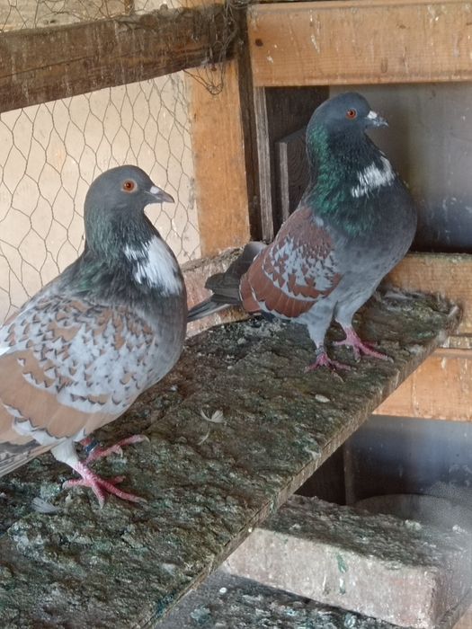 Porumbei de vânzare sau schimb cu găini de rasă