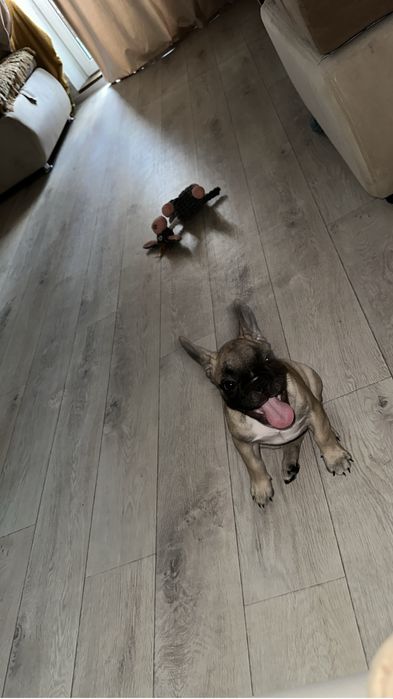 Французский бульдог