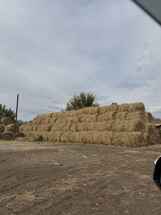 Сено рулонами зелёное