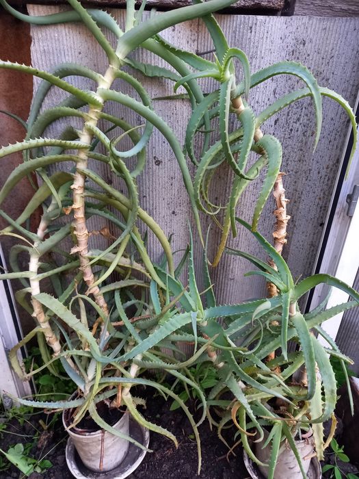 Продам Алоэ лечебный