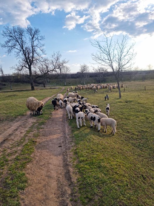 Oi cu miei de vanzare