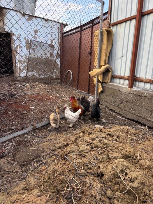 карликовые куры семейка