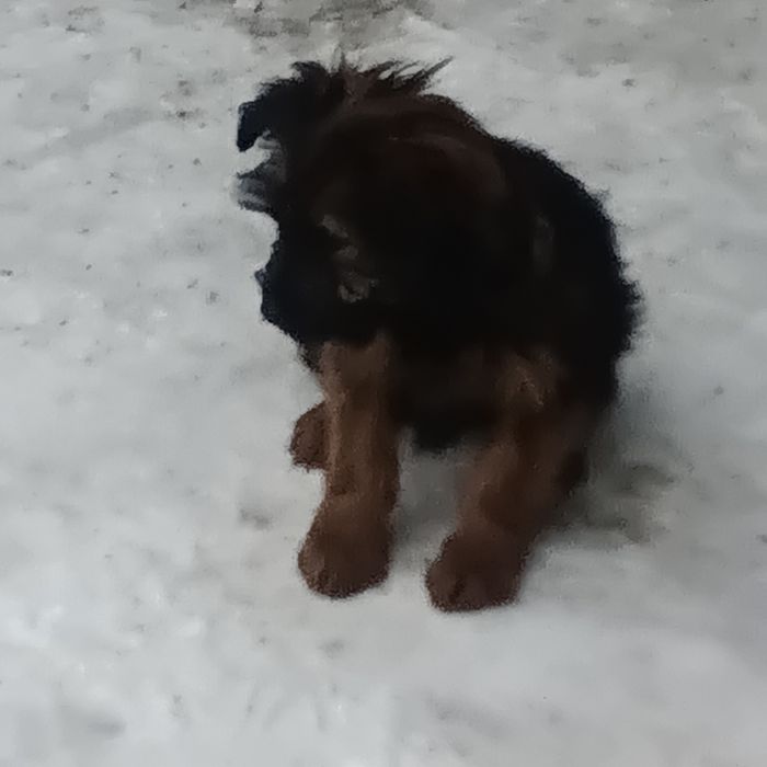 Отдам щенка в хорошие руки