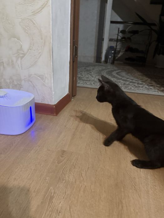 Котенок ищет дом