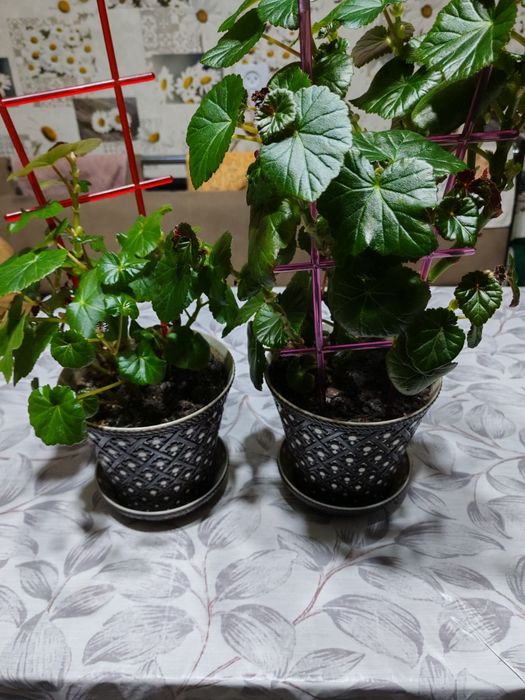 Цветы  Бегония белая