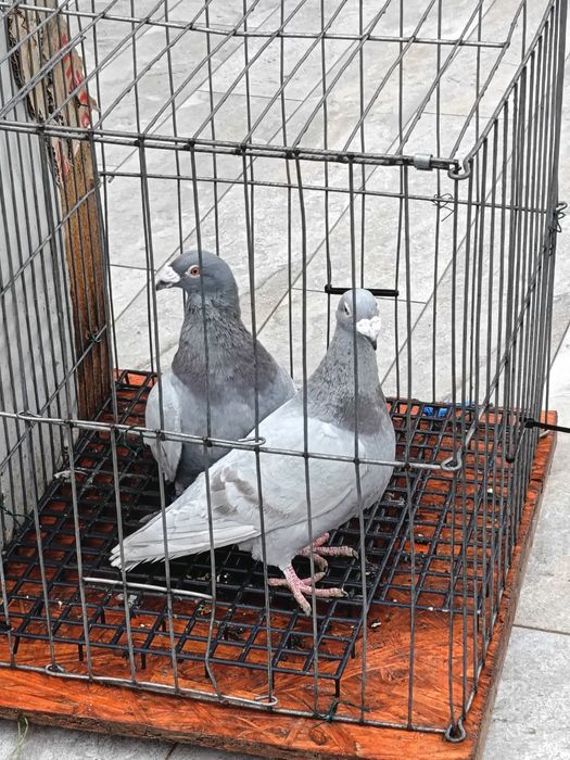 Vând pereche porumbei voiajori italieni tineri