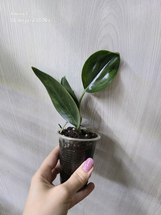Продам комнатные растения
