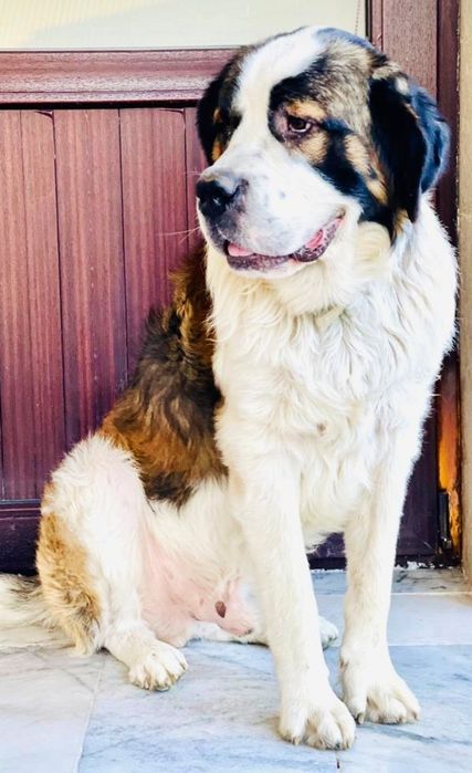 Отдам даром собаку