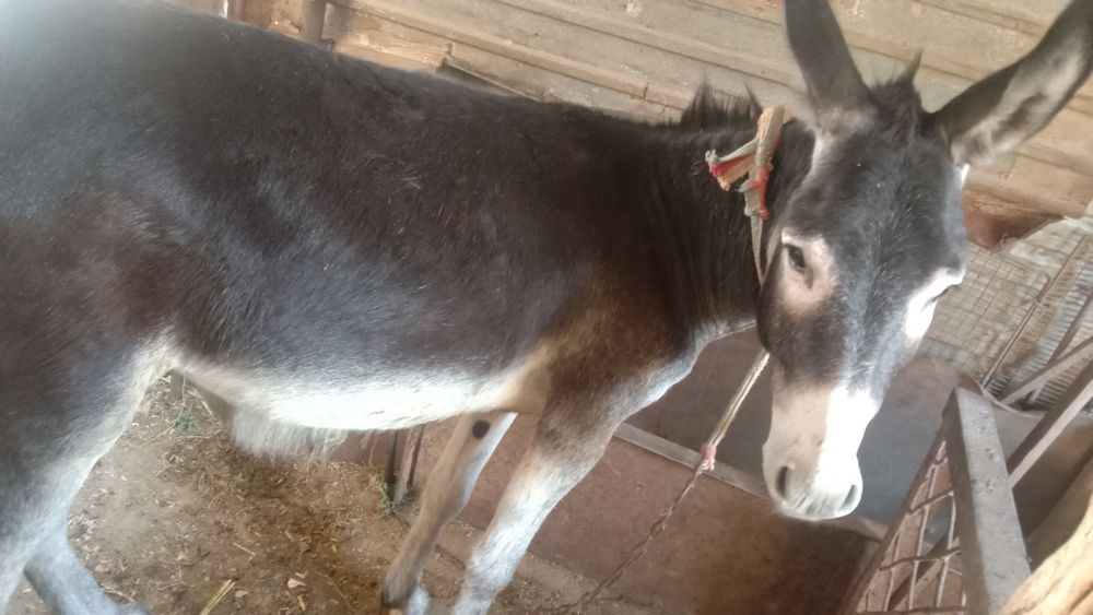 Порно құрастыру