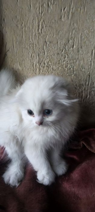 Продаются вислоухие котята