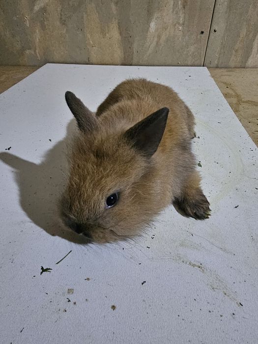 Декоративные Кролики