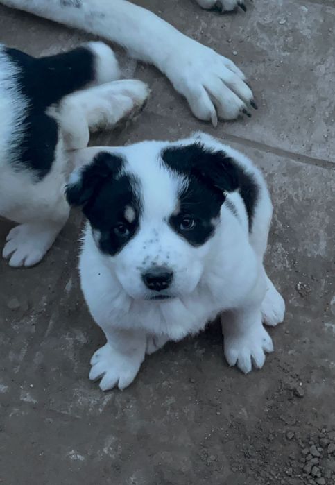 Чистокровный алабай