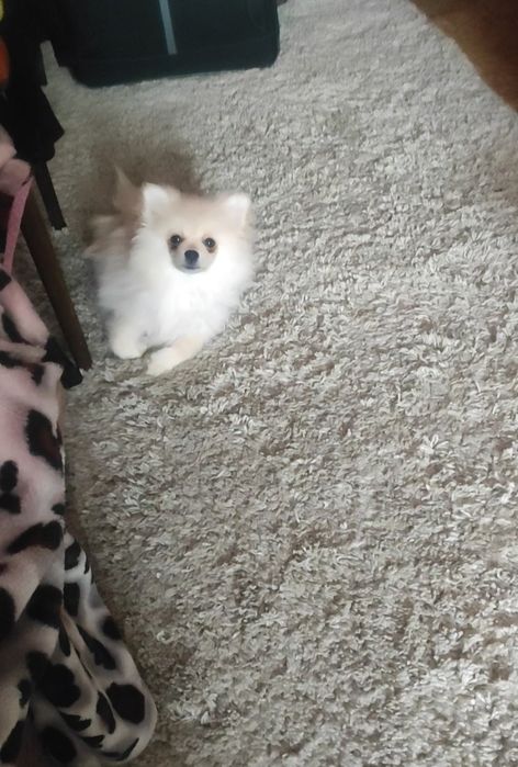 Продам щенка шпица