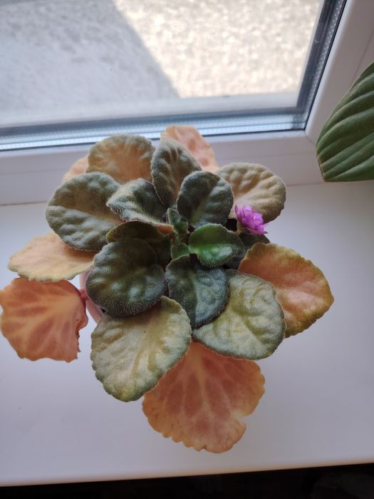 Фиалка продам...